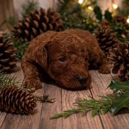 Boy 3 - Red  male Poodle puppy in Mc Henry, Illinois from Sunset Maple Poodles