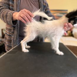 Papillon Puppies from Belladonna Papillons