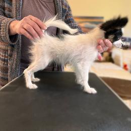 Papillon Puppies from Belladonna Papillons