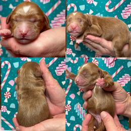 Brenda - Parti female Goldendoodle puppy in Yuciapa, California from AlltheDoodlez_