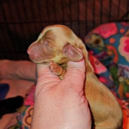 Boy 2c - Cream male Dachshund puppy in Lansing, Michigan from Black Thunder 517 Dachshunds and frenchies