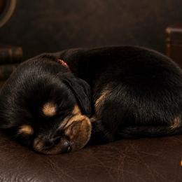 Orange collar - Black brown and white male Basset Hound puppy in Edmonton, Kentucky from RiverBottom Bassets