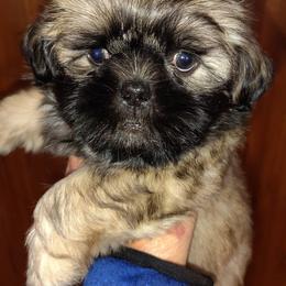 Pollie now Milo - Brindle male Shih Tzu puppy in Palmyra, New York from Karen's Tzus of Palmyra-Macedon