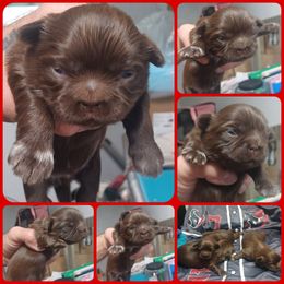 Boy 2 - Chocolate male Shih Tzu puppy in Houston, Texas from Shih Tzu Houston