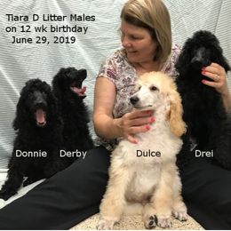 Poodle Puppies from Tiara Standard Poodles