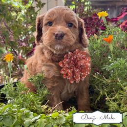 Benji - Red male Australian Labradoodle puppy in Citrus Heights, California from Elite Blend Labradoodles