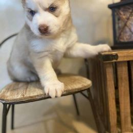 Pomsky and Siberian Husky Puppies from Osiris’s Siberians & Pomskies
