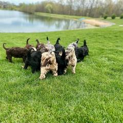 Newfypoo Puppies from Two Sisters Ranch, LLC