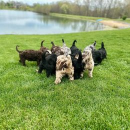 Newfypoo Puppies from Two Sisters Ranch, LLC