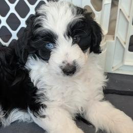 Zeus - Black and white male Aussiedoodle puppy in New Durham, New Hampshire from Ridgeview Aussiedoodles