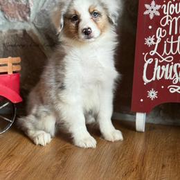 Bmf3 - Blue merle female Australian Shepherd puppy in Chehalis, Washington from Wandering Acres Ranch