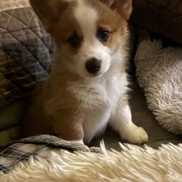 Girl 1 - Red female Pembroke Welsh Corgi puppy in Tucson, Arizona from Sierrita Mountain Corgis