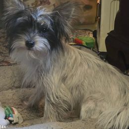 Milo - Parti male Yorkshire Terrier puppy in Zuni, Virginia from Serendipity Yorkies