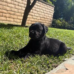 Black male - Black male Labrador Retriever puppy in Menifee, California from The Golden Leash Kennels
