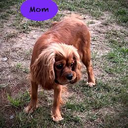 Cavalier King Charles Spaniel puppies from My Little Pups
