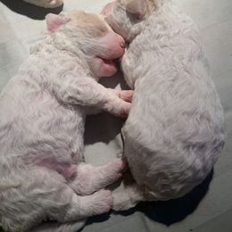 Lagotto Romagnolo Puppies from CreekSide Lagotto