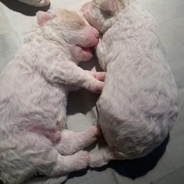 Lagotto Romagnolo Puppies from CreekSide Lagotto