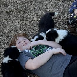 Border Collies from Omegamtn Border Collies