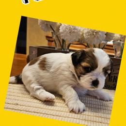 Girl 3 - Brindle and white female Shih Tzu puppy in Memphis, New York from Cross Lake King Cavs