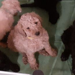 Poodles from Melissa J's Poodles