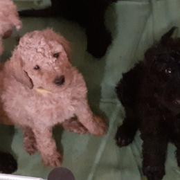 Poodles from Melissa J's Poodles