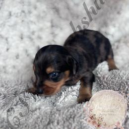 Harry - Dapple male Dachshund puppy in Lufkin, Texas from CSW Dachshunds