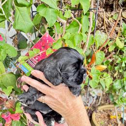 Black Seal girl - Black female Cocker Spaniel puppy in Oregon from Doc's Cockers