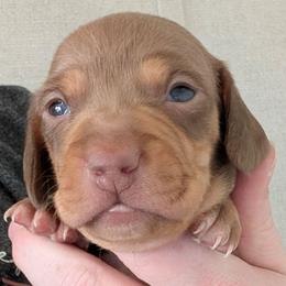 Jax - Chocolate and cream male Dachshund puppy in Marshall, Texas from Wilson's Kennels