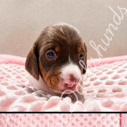 Libby - Piebald female Dachshund puppy in Haughton, Louisiana from Double Shot Dachshunds