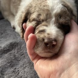Aussiedoodle Puppies from Vali Girl Aussiedoodles