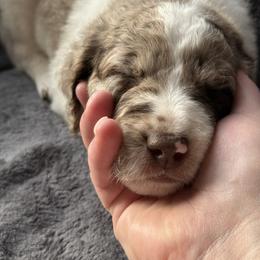 Aussiedoodle Puppies from Vali Girl Aussiedoodles