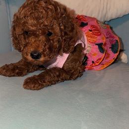 Bonnie - Red  female Goldendoodle puppy in Springfield, Tennessee from BK3 Miniature Goldendoodles