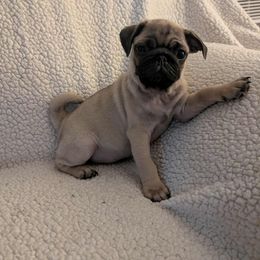 Pug Puppies from Lisa's Pugalicious Pugs