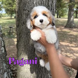 Pagani - Blue merle female Bernedoodle puppy in Mount Vernon, Missouri from PoodlelyDoodlely
