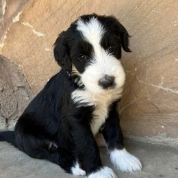 Old English Sheepdog and Sheepadoodle Puppies from Doodlefolk