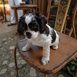 AKC Lucy - Brown and white female Cocker Spaniel puppy in Midlothian, Virginia from Swift Creek Cocker Spaniels