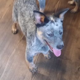 Boy 2 - Australian Cattle Dog puppy in Junction City, Ohio from AE's aka Aunt Ellen's