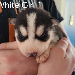 Black and White Girl 1 - Black and white female Siberian Husky puppy in Jonesboro, Arkansas from L & A Animal House Siberian Huskies