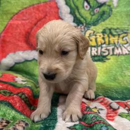 Grinch:Green Collar - Golden male Golden Retriever puppy in Monterey, Tennessee from Lawson’s Green Acres Goldens and Mini Dachshunds