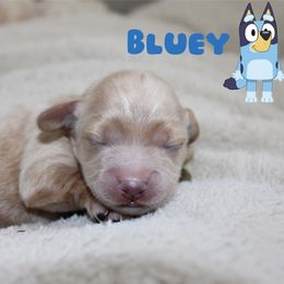Bluey - Golden female Cockapoo puppy in Selma, California from Mollys Dollys