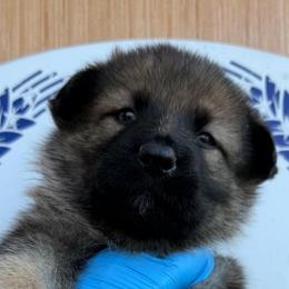 Yellow collar - Sable female German Shepherd puppy in Hollis Center, Maine from Noble German Shepherds of Maine