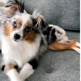 Whiskey - Toy Australian Shepherd