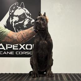 Female 2 - Black brindle female Cane Corso puppy in Cashion, Oklahoma from APEXOK Cane Corsos