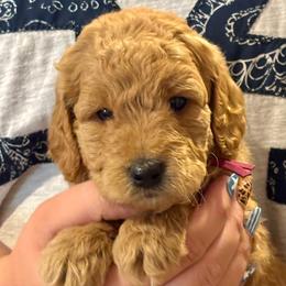 Pink - Red  female Goldendoodle puppy in Holland, Michigan from WAG 52nd