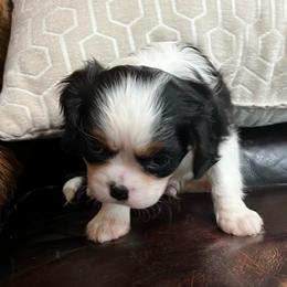 Jagger - Tri-color male Cavalier King Charles Spaniel puppy in Leonard, Texas from Rising Star Kennels