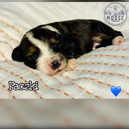 Paczki - Sable male Bernedoodle puppy in Belleville, Michigan from Moose Tracks Bernedoodles