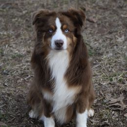 Oliver - Australian Shepherd