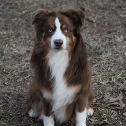 Oliver - Australian Shepherd