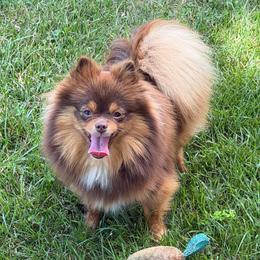 Tootsie - Chocolate and tan female Pomeranian puppy in Waterloo, Indiana from Garcias Pomeranian