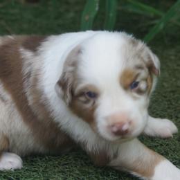 Australian Shepherd Puppies from Walnut Ridge Farms Aussies